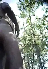 Abuelos Gays En El Bosque Porn Videos: Gay XXX 2025 | xHamster