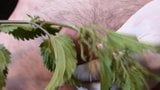 CBT - Nettles in my Pee Hole snapshot 2