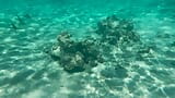 Nackt an einem öffentlichen strand schwimmen snapshot 8