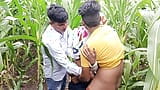 Indian Pooja Shemale Boyfrends Took A New Friends To Pooja  Corn Field Today And Three Frends Had A Lot Of Fun In Sex snapshot 10