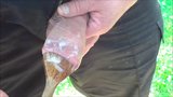 Another outdoor foreskin spoon video snapshot 15