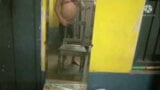 SexyRohan3- My Huge and Big oiled Cock Masturbation snapshot 1