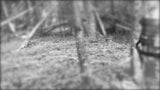 Ліс ділдо 2 snapshot 1