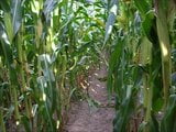 wanking in the corn field snapshot 1