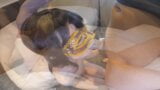 Взрослая женщина, которая обожает минеты. Она в маске, потому что она в любительском видео. без эякуляции snapshot 15
