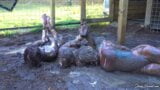 3 Girls Hogtied in The Mud snapshot 3