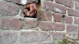 Gloryhole Duisburg snapshot 4