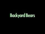 Cyberbears - Backyard Bears snapshot 1