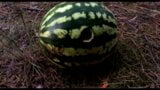 Fucking a WATERMELON with a dildo in the forest snapshot 5