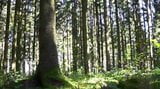 Wichsen im Wald snapshot 1