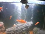 my baby turtles swimming in fish tank with goldfish snapshot 2