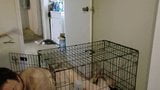 Put doggy in cage snapshot 5