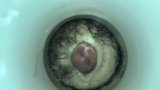 Demi vagina (rekaman langka) snapshot 19