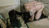 Put doggy in cage snapshot 7