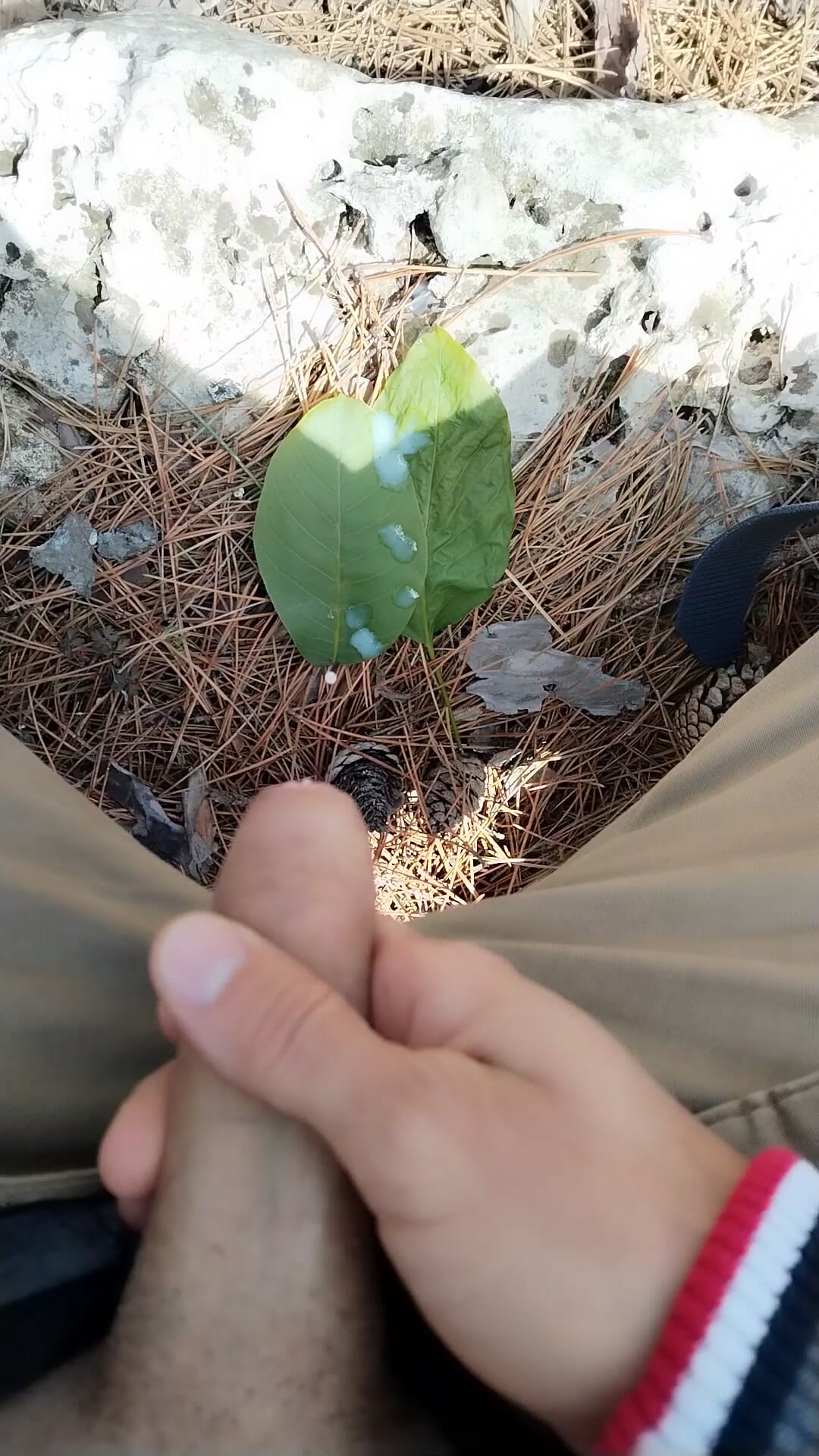 Sborrata nella foresta pubblica