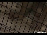 Азиатская тинка в клетке и опрыскиванием snapshot 10