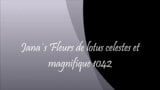 Fleurs de lotus celestes et magnifique 1042 snapshot 1