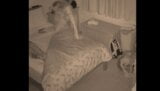 Stepmom sneaks into the stepson's bed during the night snapshot 4