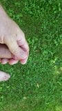 Branlette dans l&#39;herbe snapshot 5