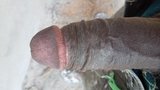 Indian cock snapshot 1