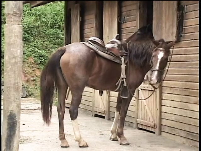 Brunette cowgirl gets a fat cock to fuck after getting her pussy eaten