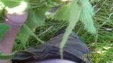 Nettles snapshot 2