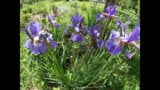 Happy Brunette Masturbates with an Iris Flower in the Garden snapshot 1