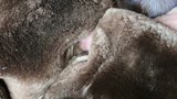 sheared fur cum snapshot 1