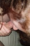 Wife gives me a blowjob and swallows snapshot 5