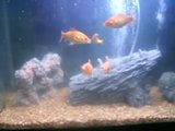 my baby turtles swimming in fish tank with goldfish snapshot 6