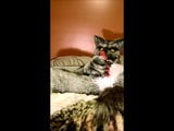 Werwolf Masturbation solo snapshot 8