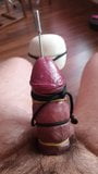 Another hands-free vibrator sounding cumshot for a tied cock snapshot 5