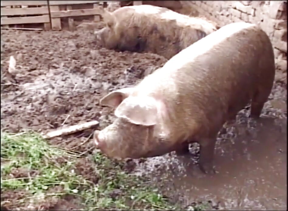 The Farm of XXL Mature Sluts - Episode 2