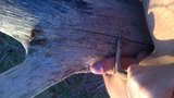 Nice Cock Fucking a tree, outdoor with nice cum snapshot 1