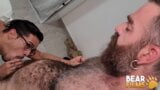 Bearfilms behaarter bärtiger Bär beraubt behaarte Rasse Ray Crosswell snapshot 10