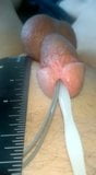 Small Tiny Little Cock Dick Penis Sound 5 snapshot 1