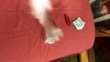 Zusammenstellung, Seitenficken, Masturbation, Vibrator, schöne Muschi, Orgasmus, snapshot 13