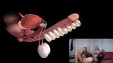 A anatomia do orgasmo masculino é explicada. educacional joi. snapshot 16