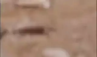 Men bir tender mushuk keldi