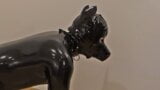 Rubber puppy cums hands free in chastity snapshot 8