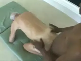 Older White Taking some Hard BBC: Gay Daddy Porn | xHamster