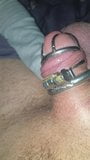 Licking cuckolds cock in new chastity cage snapshot 9