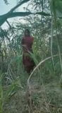 インド人の純粋なインド人の女の子が屋外でセックス snapshot 1