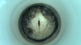 Demi vagina (rekaman langka) snapshot 14