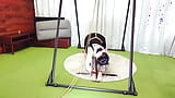 Punish the Female Cat with a Crotch Rope Pull snapshot 2