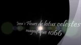 Fleurs de lotus celestes et magnifique 1066 snapshot 1