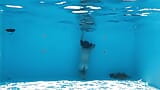Halka açık yüzme havuzunda ateşli piliç tek başına ve ıslak snapshot 11