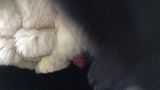 Fox fur masturbation with cum shot snapshot 1