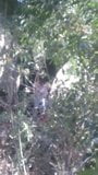 Pareja cojiendo en bosque morelia Michoacan snapshot 5