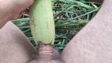 Giardino con zucchine snapshot 5